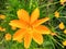 Orange Flowers Bloom After Rain