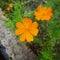 orange flowers blooming in the garden