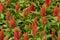 Orange flowers blooming in garden, Celosia flower or Cockscomb