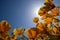 Orange flowers with blue sky in spring