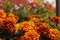 Orange flowers in a bokeh photo