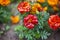 Orange flowers. Bright flowers in the garden Wildflowers with a orange color.