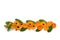 Orange flowers Calendula  Calendula officinalis, pot marigold, ruddles, garden marigold  on a white background