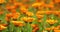 Orange Flowers Of Calendula Officinalis. Medicinal Plant