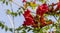 Orange flowers Campsis Close up A braided decorative plant, often used to create living flowering fences