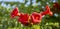 Orange flowers Campsis Close up A braided decorative plant, often used to create living flowering fences