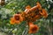 Orange Flowers Campsis. trumpet creeper or trumpet vine