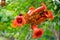 Orange flowers Campsis. Trumpet vines close-up.