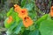 Orange flowers of climbing nasturtium