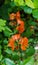 Orange flowers of cydonia on a branch in spring