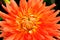 Orange flowers dahlia closeup