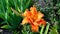 Orange flowers of day-lily in a garden.  Hemerocallis of cultivar Apricot Beauty