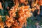 Orange flowers fire cracker vine, Flame flower, Flame vine, Orange trumpet