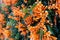 Orange flowers fire cracker vine, Flame flower, Flame vine, Orange trumpet
