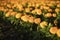 Orange flowers in a flowerbed. Many of the same plants