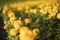 Orange flowers in a flowerbed. Many of the same plants