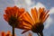 Orange flowers in the garden close-up during the rain