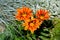 Orange flowers of a gazaniya gatsaniya hardish Gazania rigens