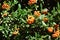 Orange flowers green plant vegetation blossom nature reservoir botany