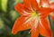 Orange flowers Hippeastrum or Amaryllis in nature garden background, Amaryllidaceae, blossom flowers Amaryllis or Hippeastrum wit