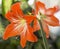 Orange flowers Hippeastrum or Amaryllis in nature home garden ba