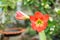 Orange flowers Hippeastrum or Amaryllis in nature home garden background, Amaryllidaceae, blossom flowers Amaryllis or