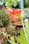 Orange flowers Hippeastrum or Amaryllis in nature home garden background, Amaryllidaceae, blossom flowers Amaryllis or