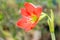 Orange flowers Hippeastrum or Amaryllis in nature home garden background, Amaryllidaceae, blossom flowers Amaryllis or