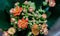 Orange flowers of Kalanchoe. Macro