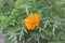 Orange flowers of Kenikir or Cosmos caudatus, Ulam Raja, in the garden.