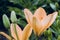 Orange flowers lily with buds on  dark evening background after rain with drops.