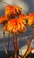 Orange flowers that look like little trees