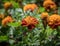 Orange flowers (Marigolds).