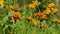 Orange flowers of marigolds close-up