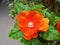 Orange flowers Pereskia bleo, Seven Star Needle, a medicinal plant with beautiful orange flowers .
