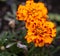 Orange flowers. Selective focus with shallow depth of field.