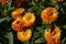 Orange flowers of a strawflower plant