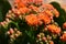 Orange flowers and succulent leaves of a Kalanchoe