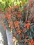 Orange flowers taiwan hualien green