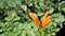 Orange flowers of Tecoma capensis also known as Cape honeysuckle, Tecomaria, Marsh horsetail etc