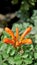 Orange flowers of Tecoma capensis also known as Cape honeysuckle, Tecomaria, Marsh horsetail etc