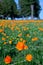 Orange flowers Trollius