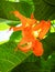 Orange flowers on a woven plant