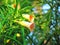 Orange flowers Yellow Oleander flower, Lucky Nut flower on tree.