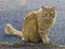 Orange fluffy cat looking away outside in yard