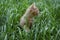 Orange fluffy kitten hiding in the green grass on a summer day