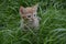 Orange fluffy kitten hiding in the green grass on a summer day