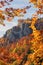 orange foliage in autumn forest. beautiful nature background