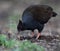 Orange-footed Scrubfowl Megapodius reinwardt in Darwin, Australia