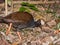 Orange-footed Scrubfowl in Queensland Australia